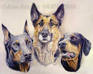 Portrait des chiens Dobermanns et du berger allemand ralis au crayon de couleur